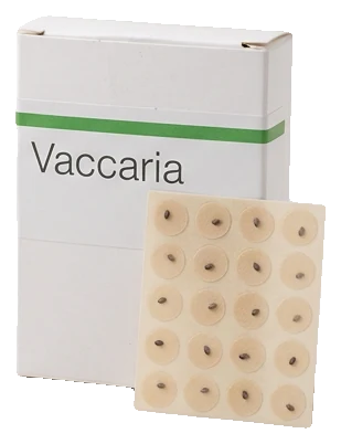 Semillas de vaccaria para auriculoterapia